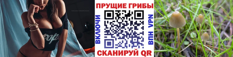 Купить где  Радужный  Псилоцибиновые грибы ЛСД 